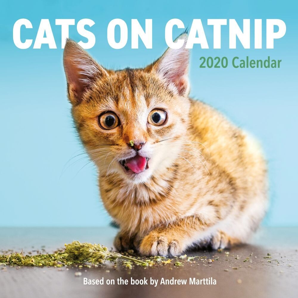 Cats on Catnip Wall Calendar 2020 by Andrew Marttila (2019, Calendar